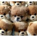 삼송사랑 동물의료센터 이미지