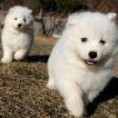 복슬 강아지 이미지