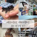 파충류샵 렙타일스테이션 | 새솔동파충류샵 디케이지렙타일 모프 노멀 분양 후기