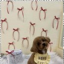 포블포블 | 부산꼬똥미용맛집 포블포블에서 진짜 교감의 시간을 경험하다