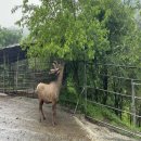 풍천사슴농장 이미지