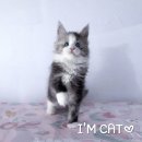 수원고양이전문분양 아임캣 (I'M CAT) | 국내에서 보기 힘든 푸른 눈을 가진 귀한 도미넌트 블루 메인쿤 분양! 특수묘 분양은 아임캣!