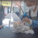 고양이 미용실 이미지