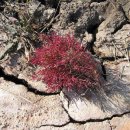 함초의 놀라운 효능과 작용 이미지