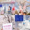 맥스모바일 | 2026 서울 여의도 윤중로 벚꽃축제 실시간 호텔스컴바인 맥스 팝업스토어 놀거리