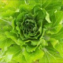 고령농장 이미지