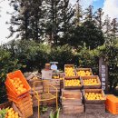 나우농장 | 서귀포 중문 가족 숙소 추천 :: 야크마을 제주 (1) 체크인 전 두도 레스토랑&amp;나우 카페&amp;감귤 따기 체험 🍊