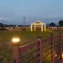 금강역 레일카페 | <가을산책> 혁신도시 핑크뮬리, 안심습지, 안심습지전망대, 금강역 레일카페