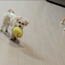 만세동물병원 이미지