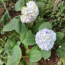 삽목이 수국 이미지