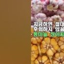 마늘보관법 통마늘 보관법과 안깐마늘 깐마늘보관법 마늘저장방법 이미지