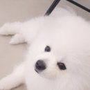 도니바니 | 노원 애견카페 &lt;도니바니&gt;의 대해 소개&amp;다녀온 후기♡