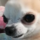 오셀롯pc방 이미지