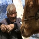 워낭소리 이미지