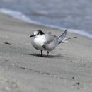 강릉의 제비갈매기(Common tern) 이미지