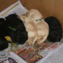 똥싼 강아지 이미지