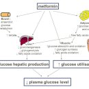 메트포르민 이미지