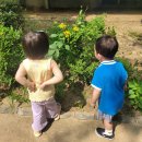 닥꽃 이미지