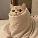 너구리 | [대구 순대 트럭] 웨이팅 해서 먹는 너구리순대 후기