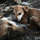 강아지마을2012 이미지