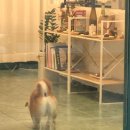 봉명,장대,상대 이미지