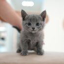 더 샵 동물메디컬센터 이미지