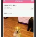 멍멍왈왈 이미지