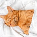 모아드라이크리닝 이미지