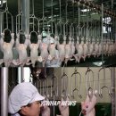 한라육계영농조합법인 이미지