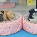 애견훈련소 보담 이미지