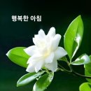 정성의료기상사 Daum카페