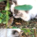 톰과 제리 이미지