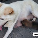 꽃밭거랑펜션 이미지