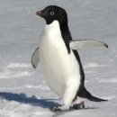 펭귄 이미지