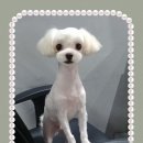 더데일리펫샵 이미지