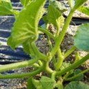 호암농장 이미지