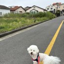 뉴욕버거제주하귀애월점 이미지
