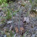 고사리곡 이미지