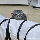 달진상회(살롱드캣) | 레오의 스파, 울산 공업탑 고양이 스파/무마취미용 전문 [살롱드 캣]