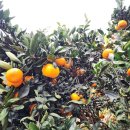 시지팜 | 제주 수봉팜 유기농 노지귤 후기 및 직거래 주문 방법