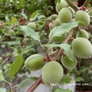 하얀울공원 바닥분수 이미지