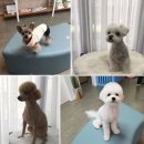 광주동물병원 이미지
