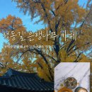하리교 밑 은행나무 | 덕수궁 정동길 은행나무 분위기 맛집 테라스 카페 라그린