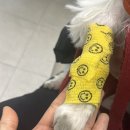 24시 리본동물의료센터 이미지