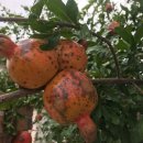 서흥식당 이미지