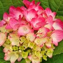 경화시장 이미지