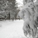 숲의동화 이미지