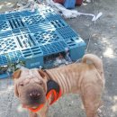 순덕 게러지 이미지