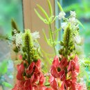 장학리노루목길(봄내길 8코스) 이미지