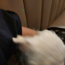 봉원슈퍼 | 대전애견동반 식당 안전하게 고기 먹을 수 있는 금시월